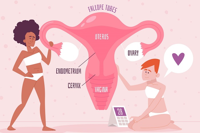 vulva vagina