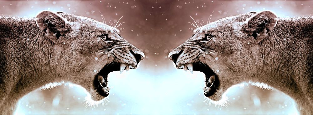 aggressività